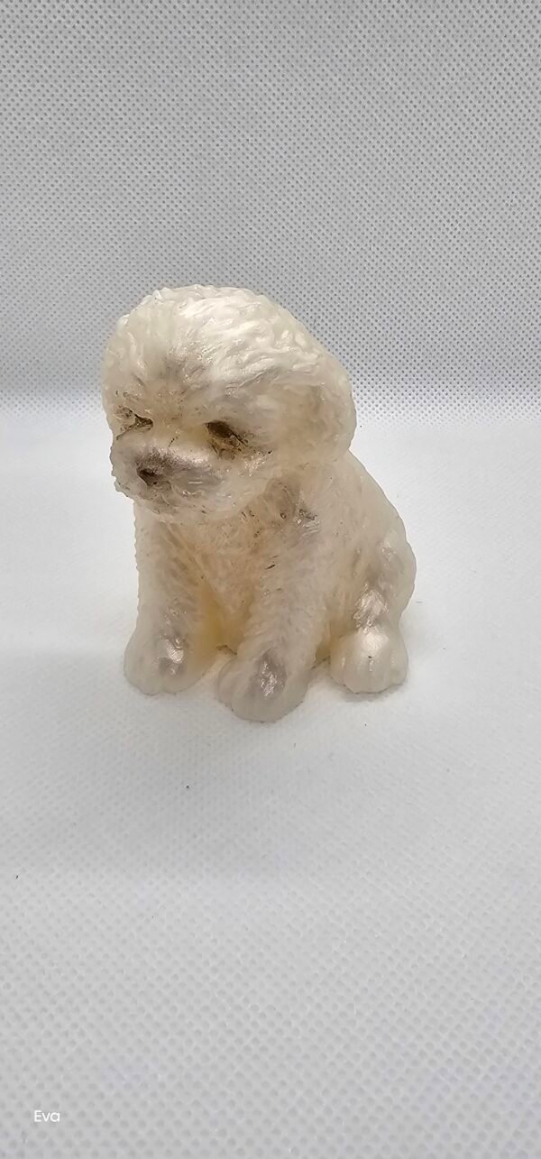 20250305_145256 Perrito 1