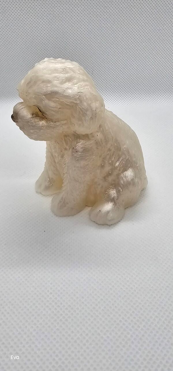 20250305_145327 Perrito 1